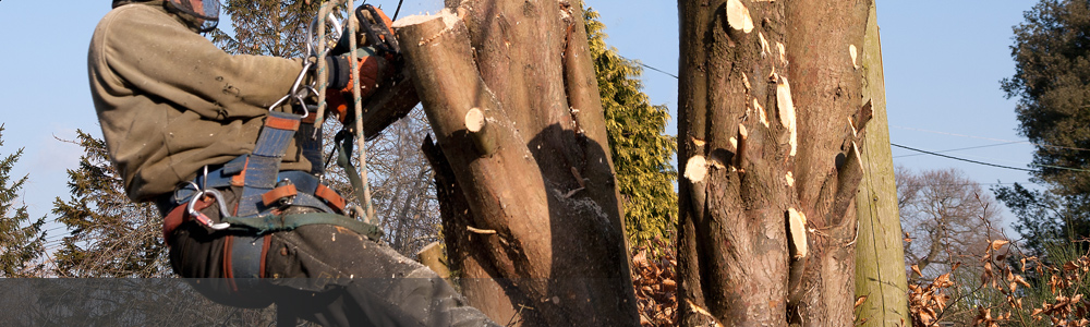 Tree Felling